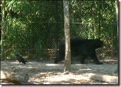 Florida black bear habitat