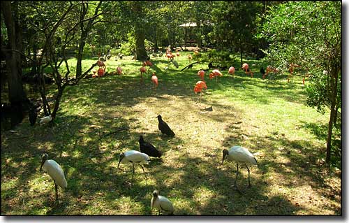 Flamingos and wood storks loitering around the water