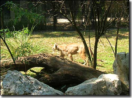 A Florida panther