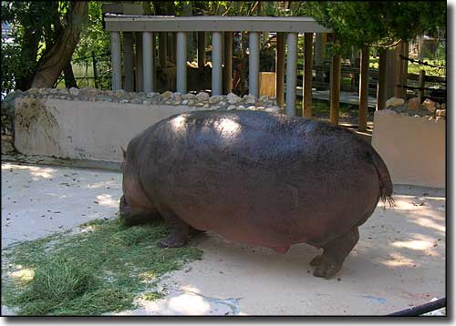 The hippopotamus at Homosassa Springs Wildlife State Park