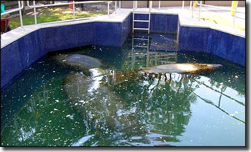 Manatees in protected water at Homosassa Springs