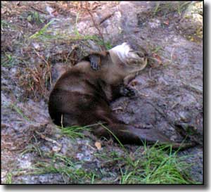 A sleeping river otter