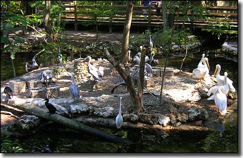 Pelican Island with several different species of shorebirds standing around