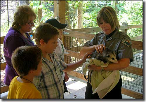 Park volunteer holding an opossum for the kids to touch