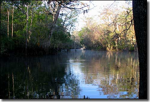 The spring run through dense forest at Manatee Springs State Park