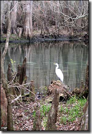 An egret next to the spring run