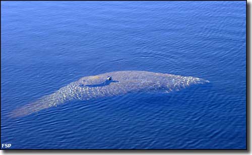 A turtle hitching a ride on a manatee