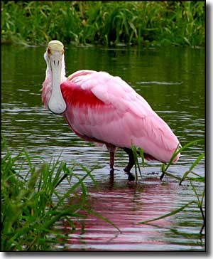 A roseate spoonbill standing in water