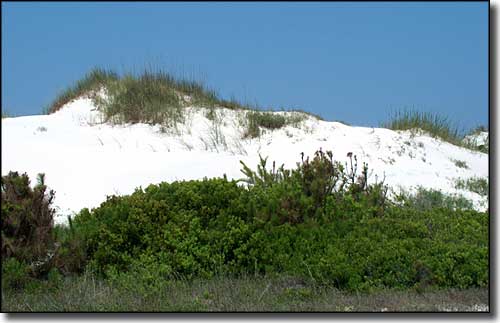 White sand dune at St. Joseph Peninsula State Park