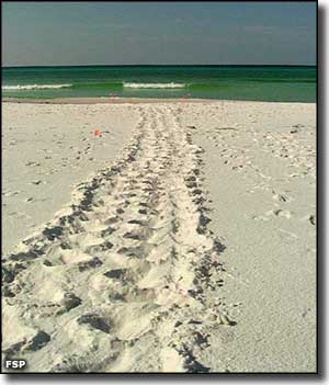 Turtle tracks on the beach
