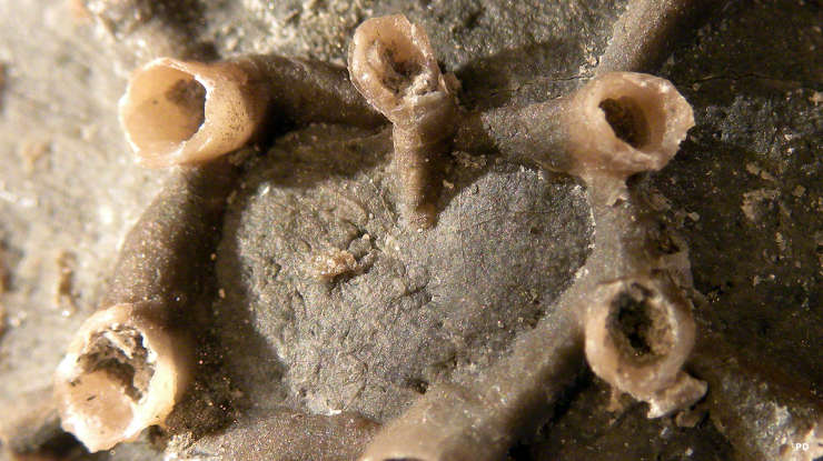 Fossilized aulopora from the Devonian Fossilized coral dated from the Devonian Period