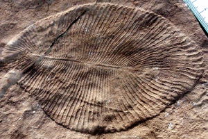 Dickinsonia costata: an organism from the Ediacaran age of the Proterozoic eon