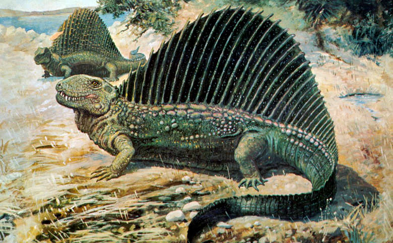 Artist rendition of a dimetrodon of the Permian Era