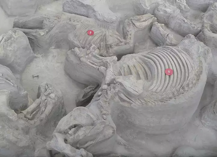 A fossilized cormohipparion and a teleoceras