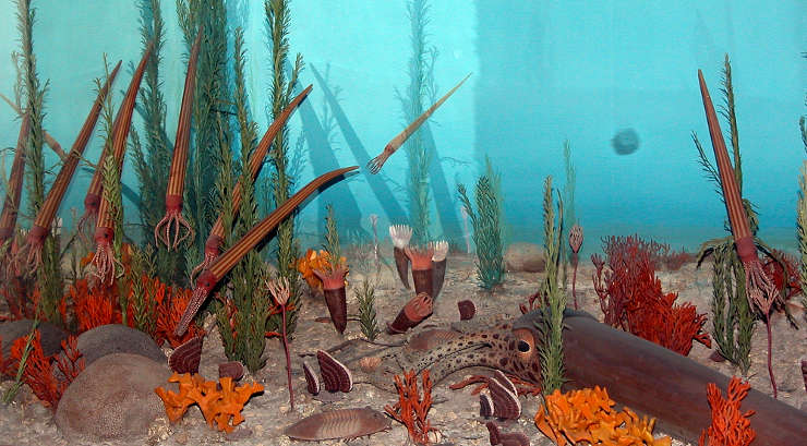 A diorama of lifeforms typical in the Ordovician Period