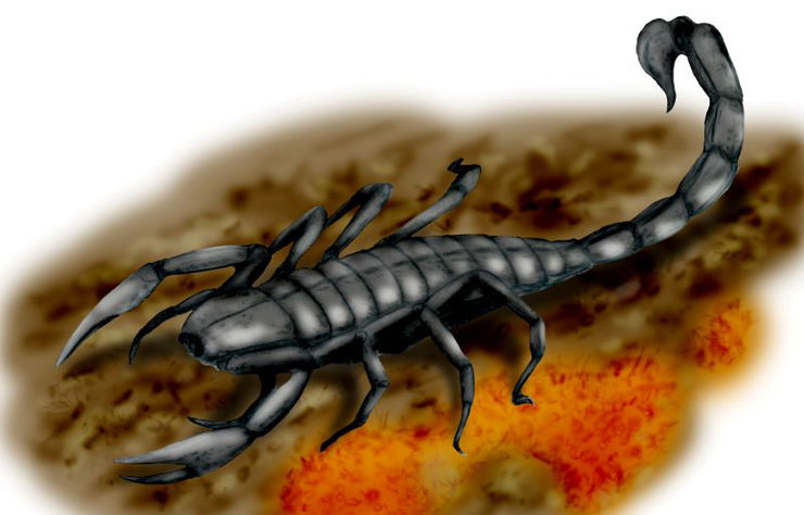 Image of a Pulmonoscopius from Pennsylvanian times