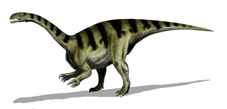 Image of a Sellosaurus of the late Triassic Period