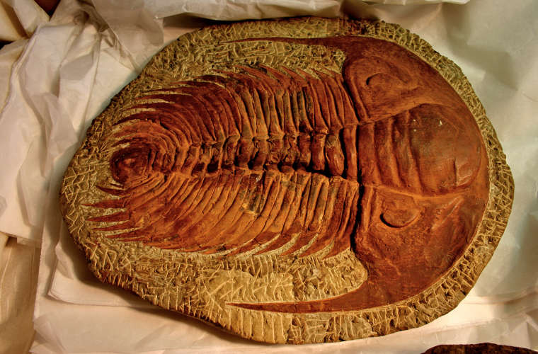 A trilobite fossil found in Morocco