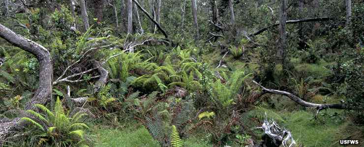 At Hakalau Forest National Wildlife Refuge