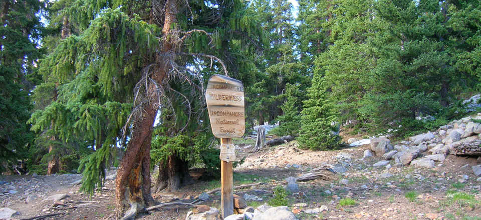 Thick tree cover at the edge of Uncompaghre Wilderness in Colorado