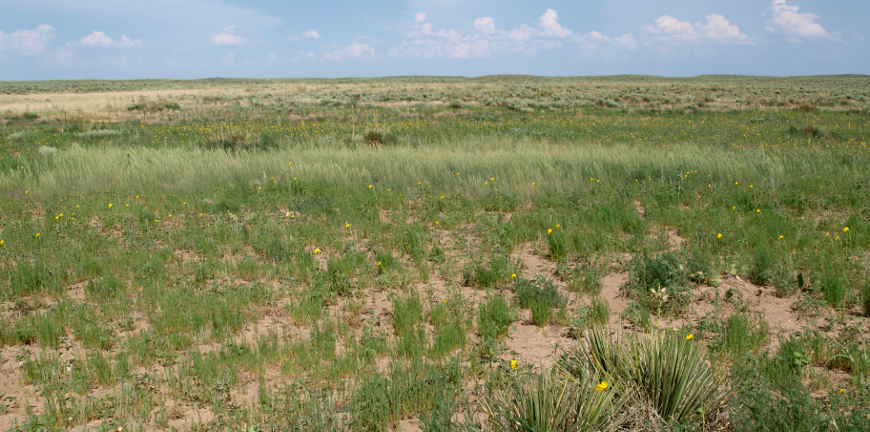 Typical grassland at Cimarron National Grassland