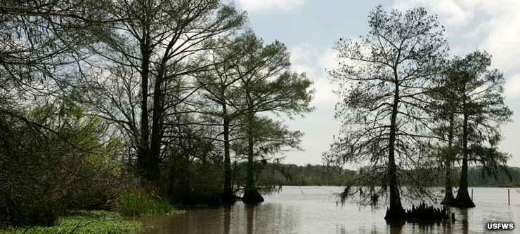 Open water and bald cypress at Lacassine National Wildlife Refuge