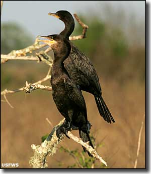 Neotropical cormorants at Lacassine National Wildlife Refuge