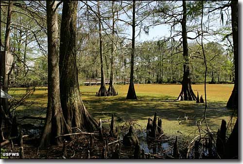 A cypress swam at Lacassine National Wildlife Refuge