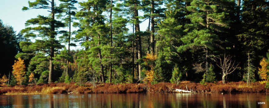Along the shoreline of Katherine Lake at Sylvania Wilderness