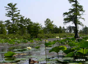 A view on the Mingo River