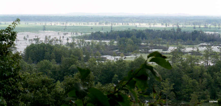 A view of Mingo Swamp from the Ozark Highlands Auto Route