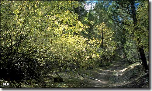 A view down an old road