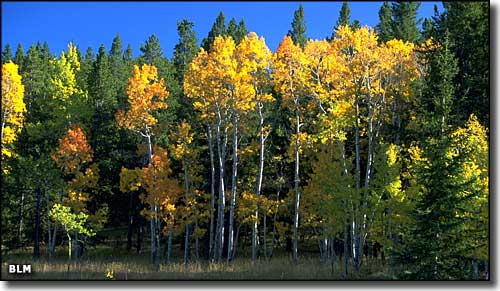 A view in the Centennial Mountains