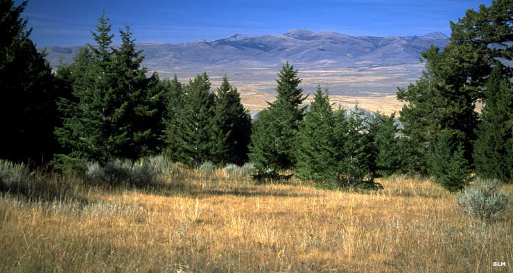 A view in the Centennial Mountains