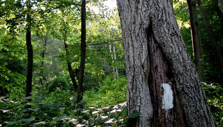 White blaze Trail marker on the Appalachian Trail