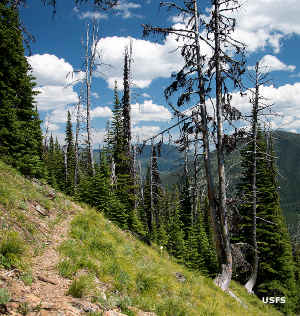The trail in Kootenai National Forest