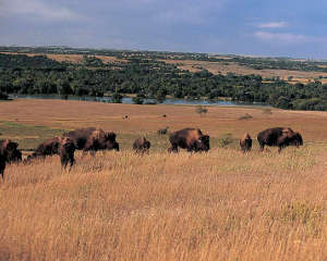 Bison along Bridges to Buttes Byway