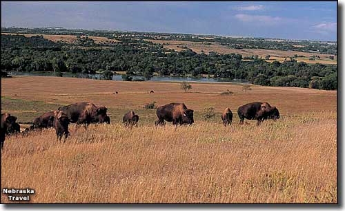 Bison on an elk ranch along the Lewis and Clark Scenic Byway