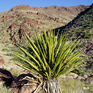In the Meadow Valley Range