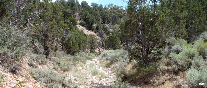 A dry wash in Parsnip Peak Wilderness