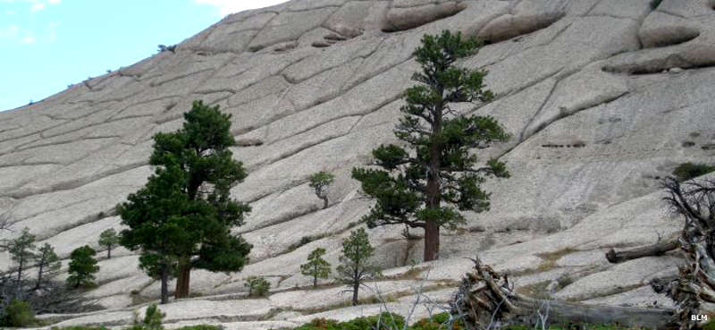Along the edge of the alligator sandstone in Parsnip Peak Wilderness