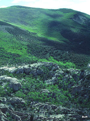 Parsnip Peak Wilderness