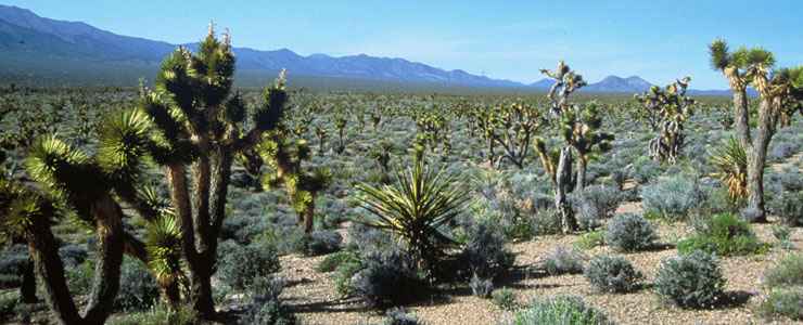 Nevada Wildlife, Wildlife Refuges in Nevada