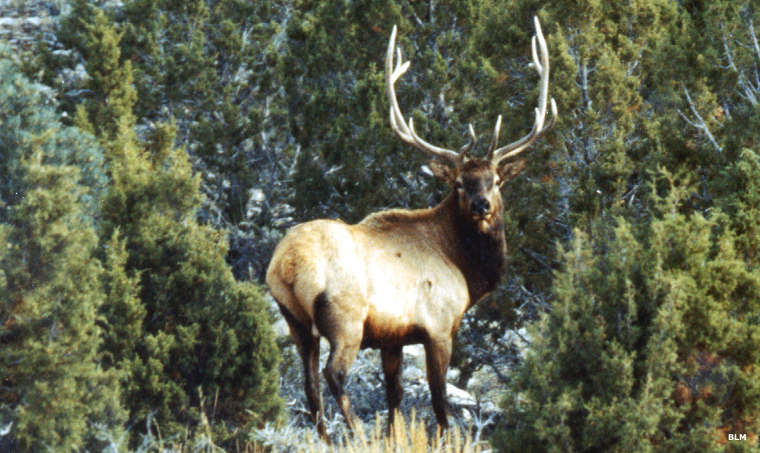 Bull elk from the area