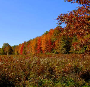 Great Swamp National Wildlife Refuge