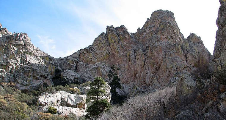 A view of Organ Needle