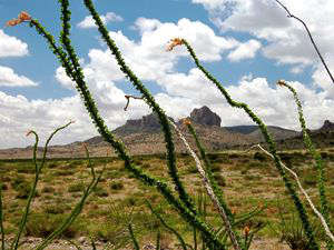 A view thrugh the ocotillo to the desert landscape at the Alamo Hueco Mountains WSA