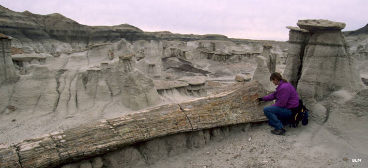 Bisti-DeNaZin Wilderness: View of a petrified log on the property Bisti-DeNaZin Wilderness