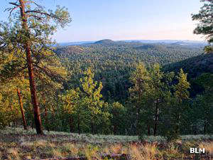 A view of forested landscape in the Chain of Craters Wilderness Study Area