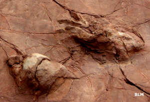 Fossilized footprint from Prehistoric Trackways National Monument